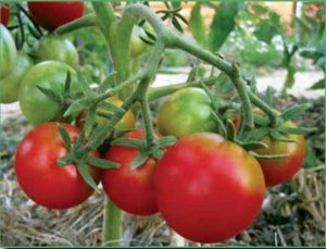 Технология выращивания помидор в виде дерева