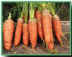 Выращивние моркови по ЭМ технологии